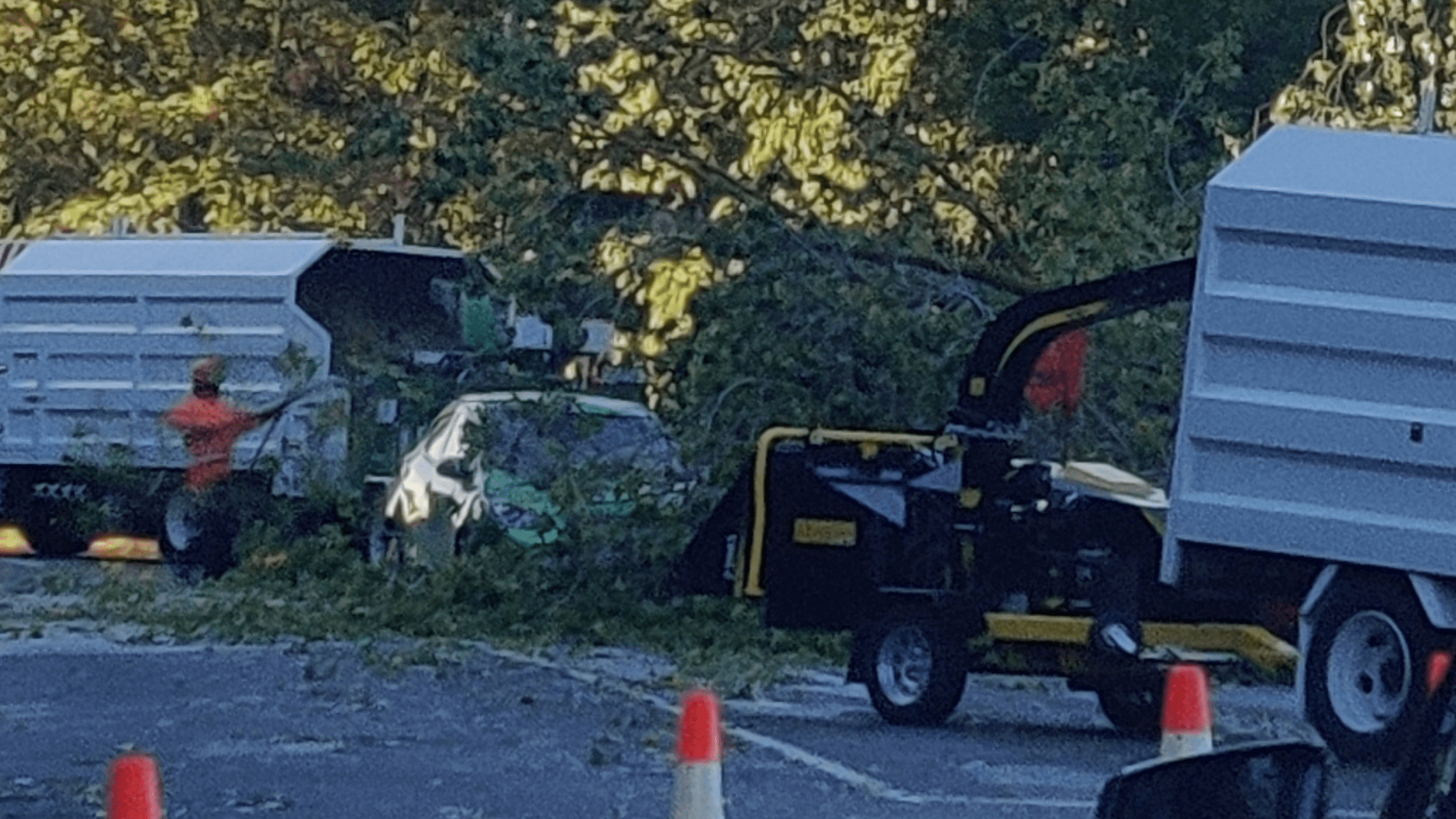 car stuck under a fallen tree