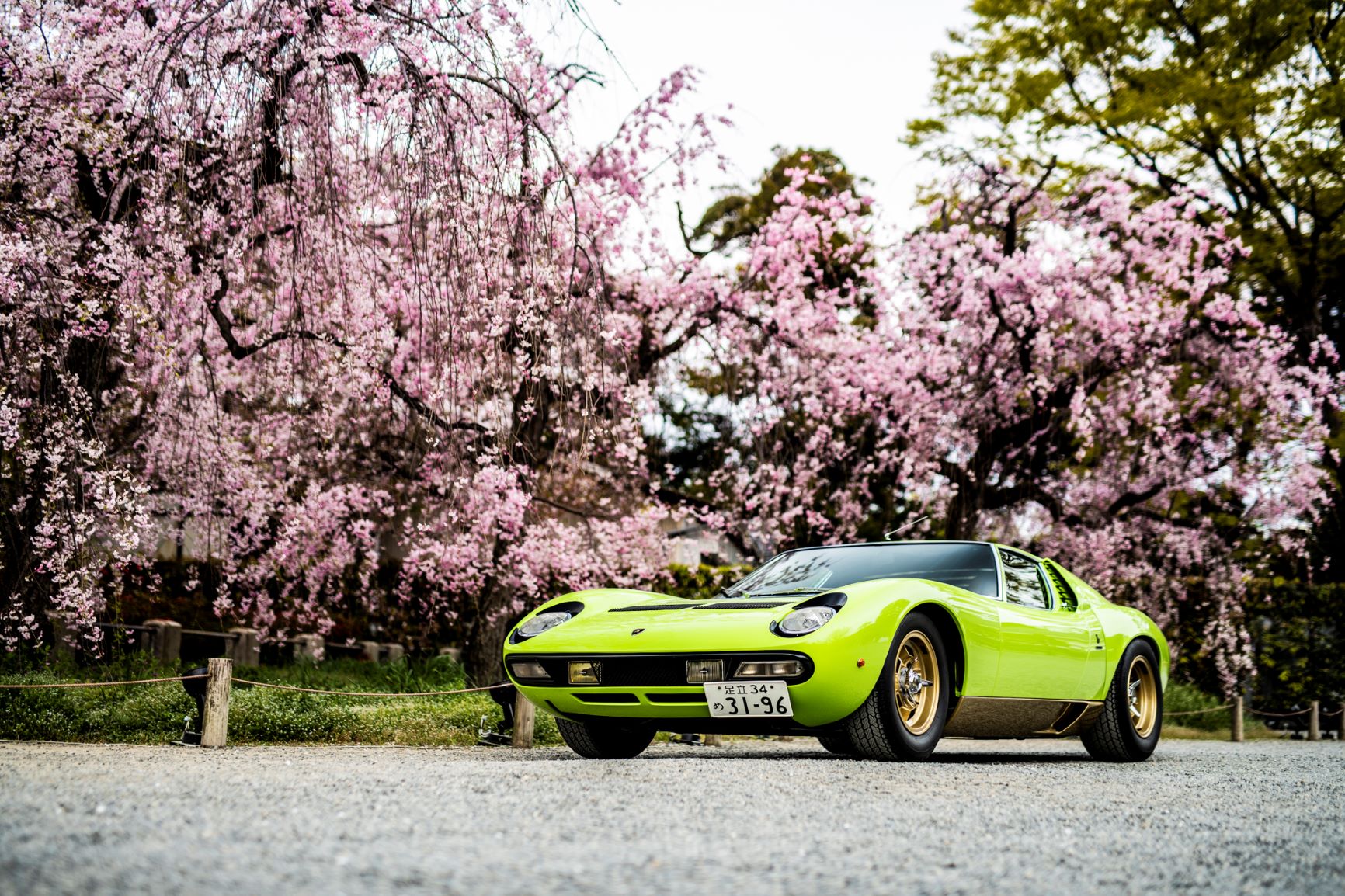 A green Lamborghini Miura SV with Japanese Cherry Blossoms in the background