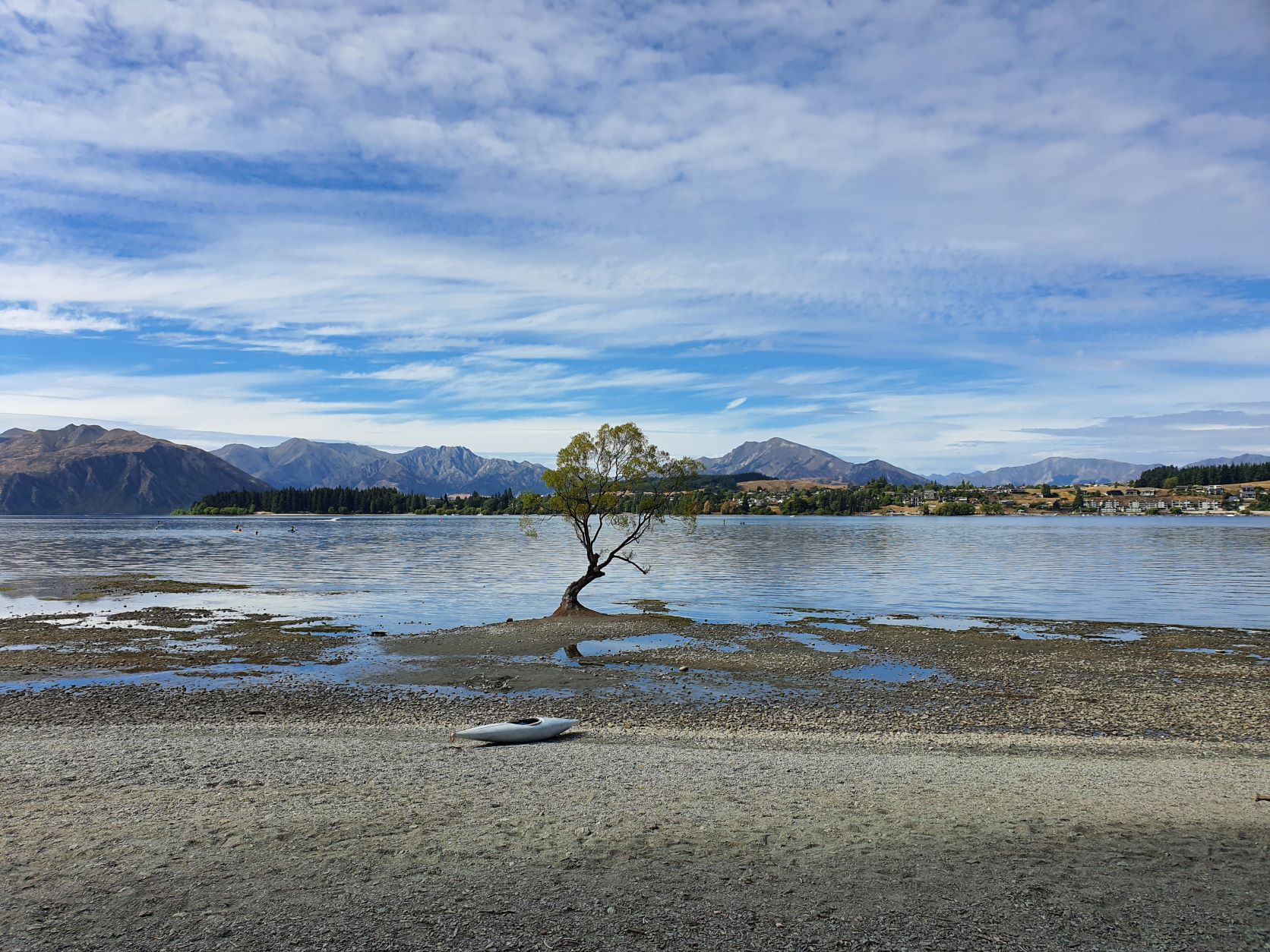 The famous Wanaka tree in the summer