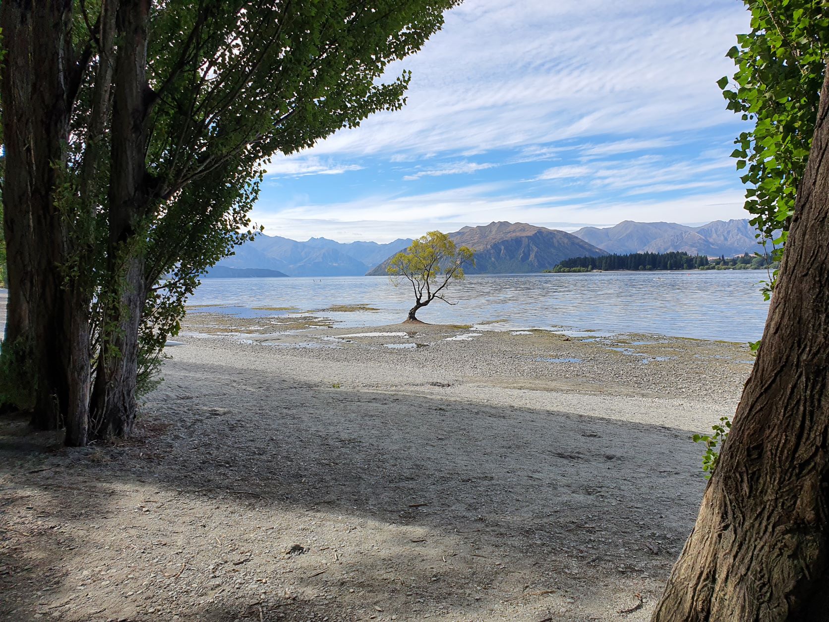 The famous Wanaka tree photographed from the shores of Lake Wanaka