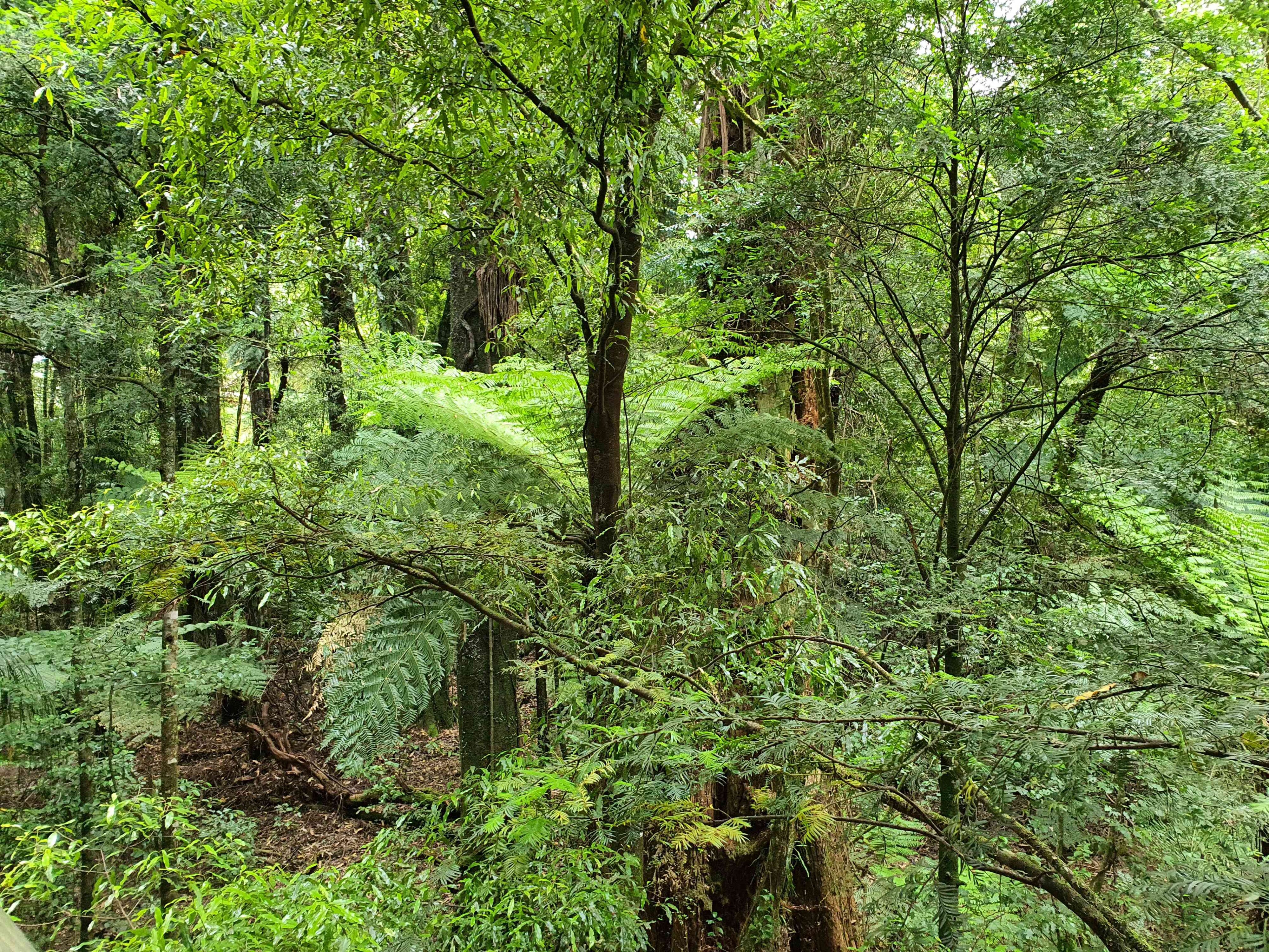 A photo of the forest at Sanctuary Mountain, Maungatautari, Waikato, New Zealand.